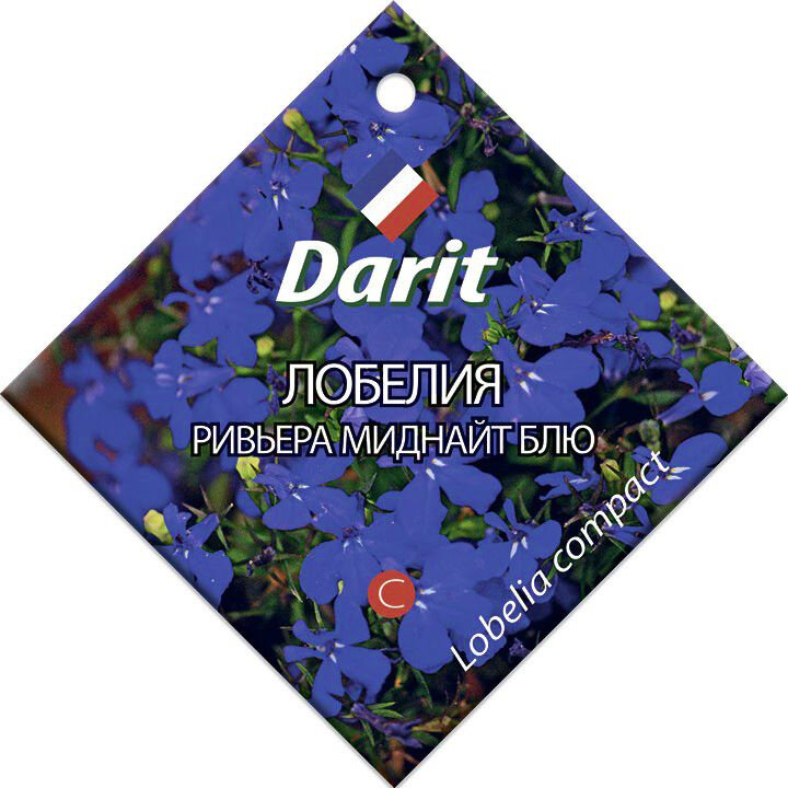 Darit лобелия Ривьера Миднайт Блю 10шт
