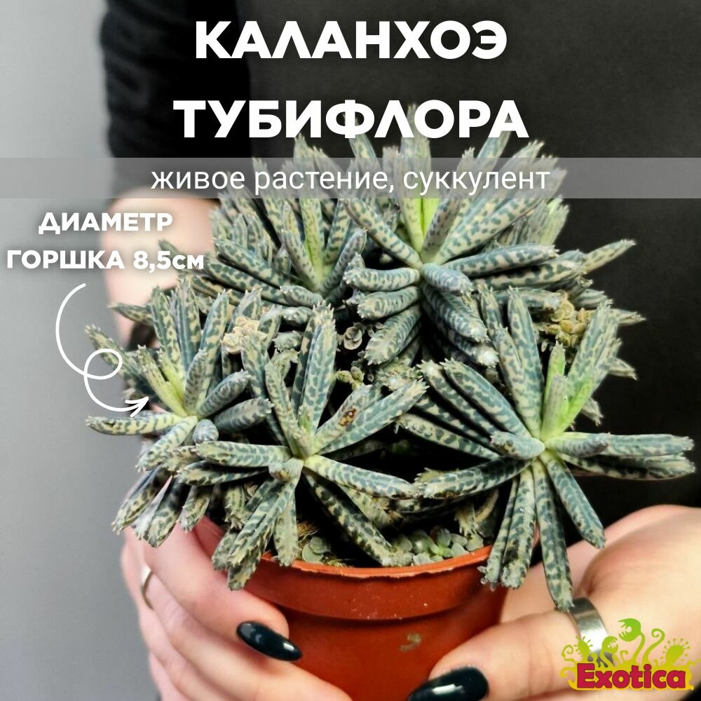 Каланхоэ Тубифлора или Трубкоцветное (Kalanchoe Tubiflora) D85см