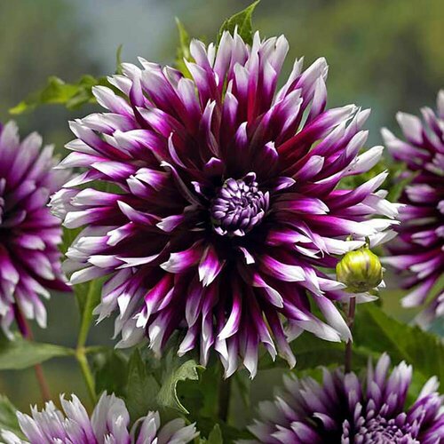 Георгина Aлауна Клер Обскур 1449₽