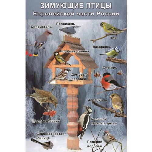 Плакат - таблица Зимующие птицы Европейской части России (1x0,7) птицы европейской части россии фотоопределитель храбрый в м