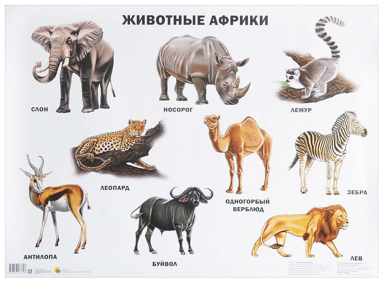 Обучающий плакат Проф-пресс Животные Африки. Картон