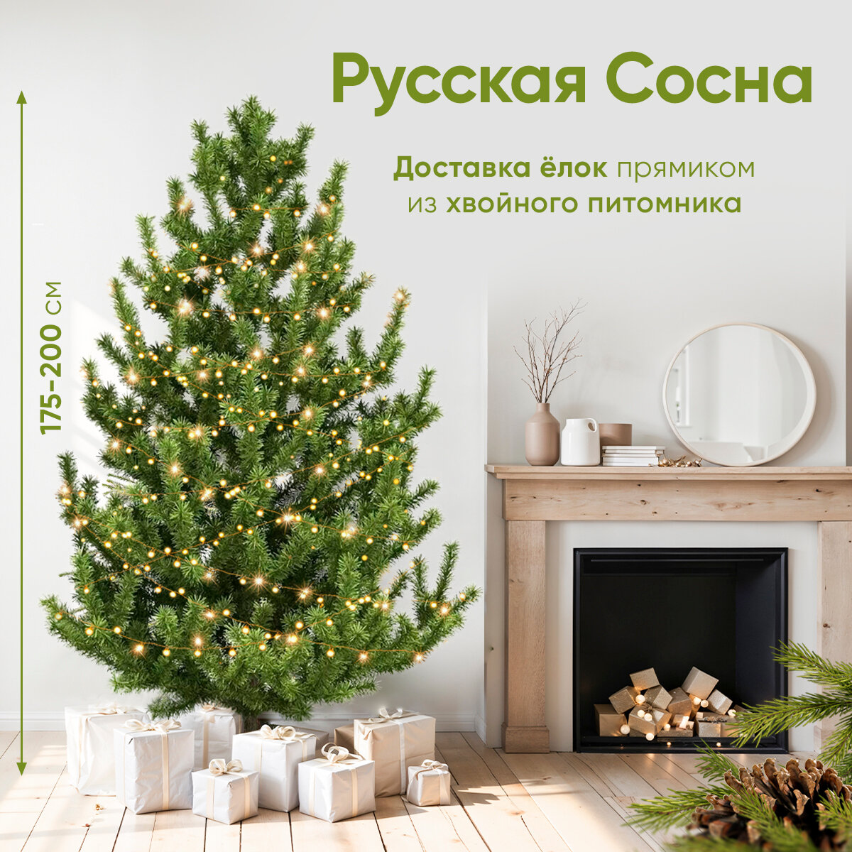 Русская сосна, 175-200 см, Живая новогодняя ёлка