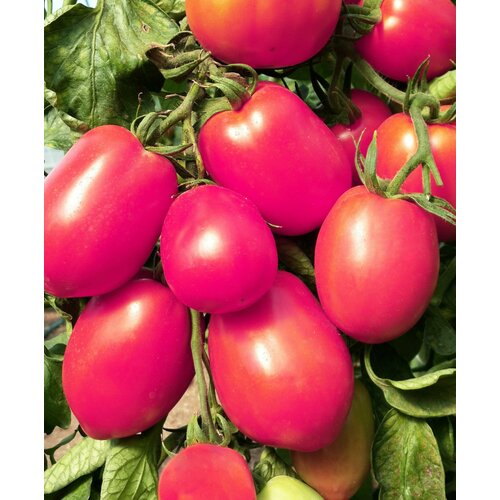 Де Барао розовый - семена томатов