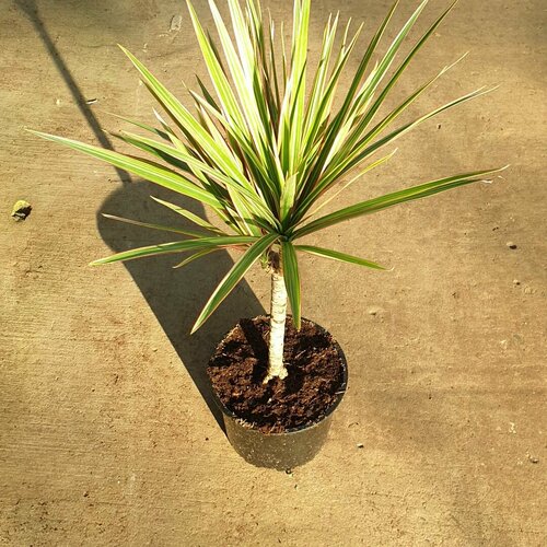 Драцена Биколор 2-цветная лиственная пальма
