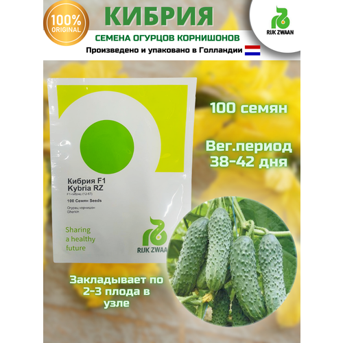 Кибрия F1 - семена огурцов корнишонов, 100 семян, Rijk Zwaan/Райк Цваан (Голландия)