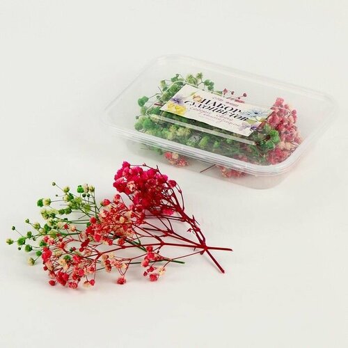 Набор сухоцветов Гипсофилы