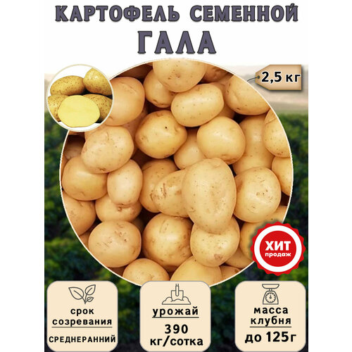 Клубни картофеля на посадку Гала (суперэлита) 2,5 кг Среднеранний картофель гала молодой отборный россия 2 5кг