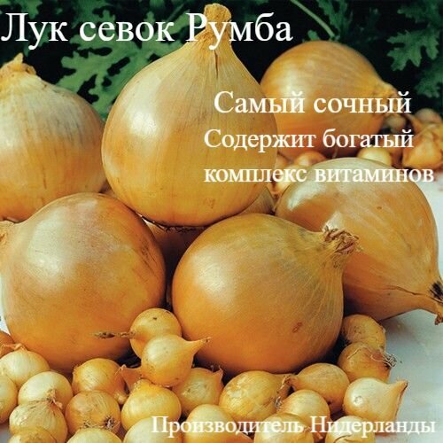 Лук севок озимый на посадку " Румба " 300г