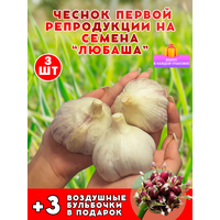 Любаша озимый чеснок на посадку, 8 луковиц