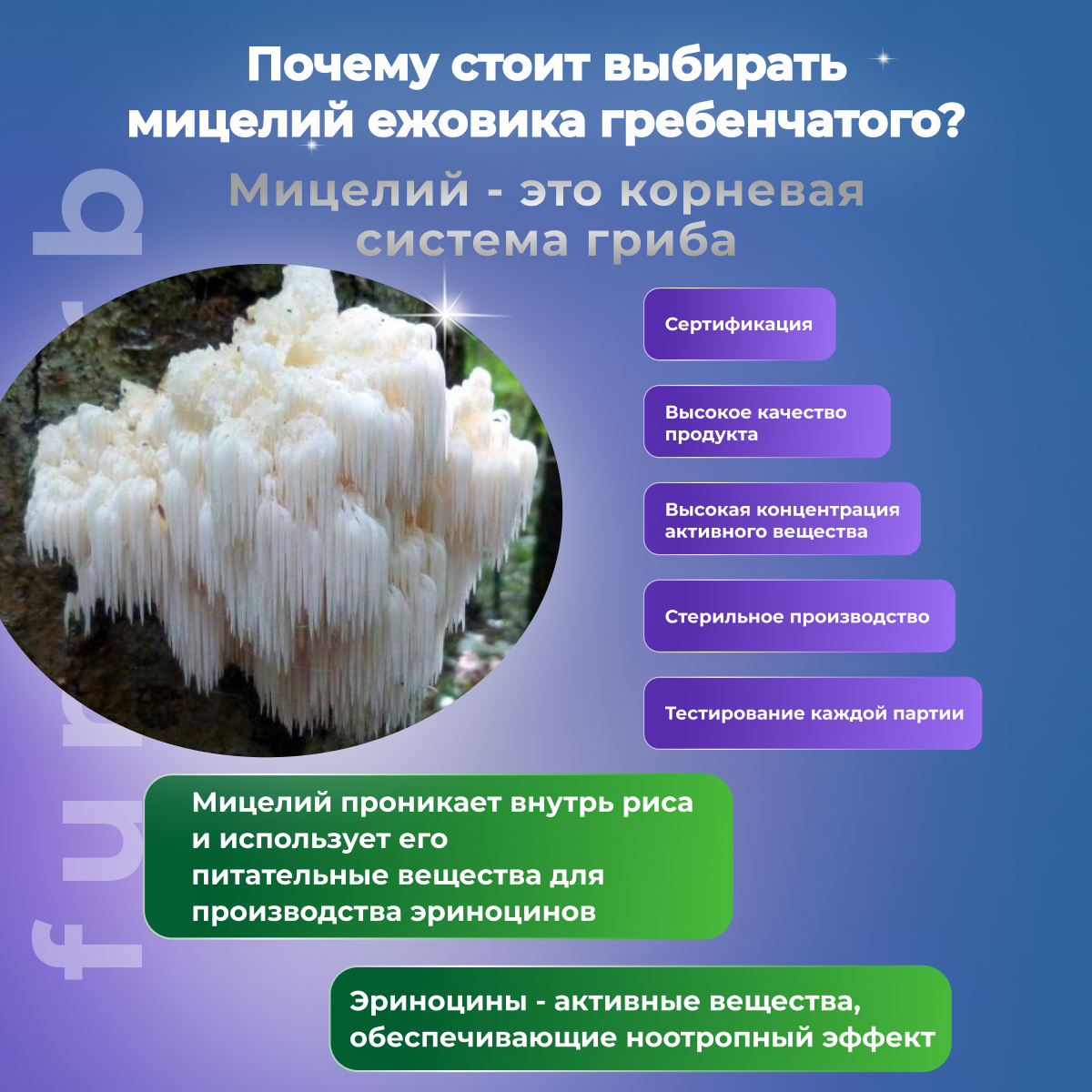 Картинки Ежовик гребенчатый капсулы с мицелием