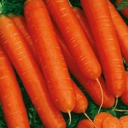 Семена Морковь Нантская красная