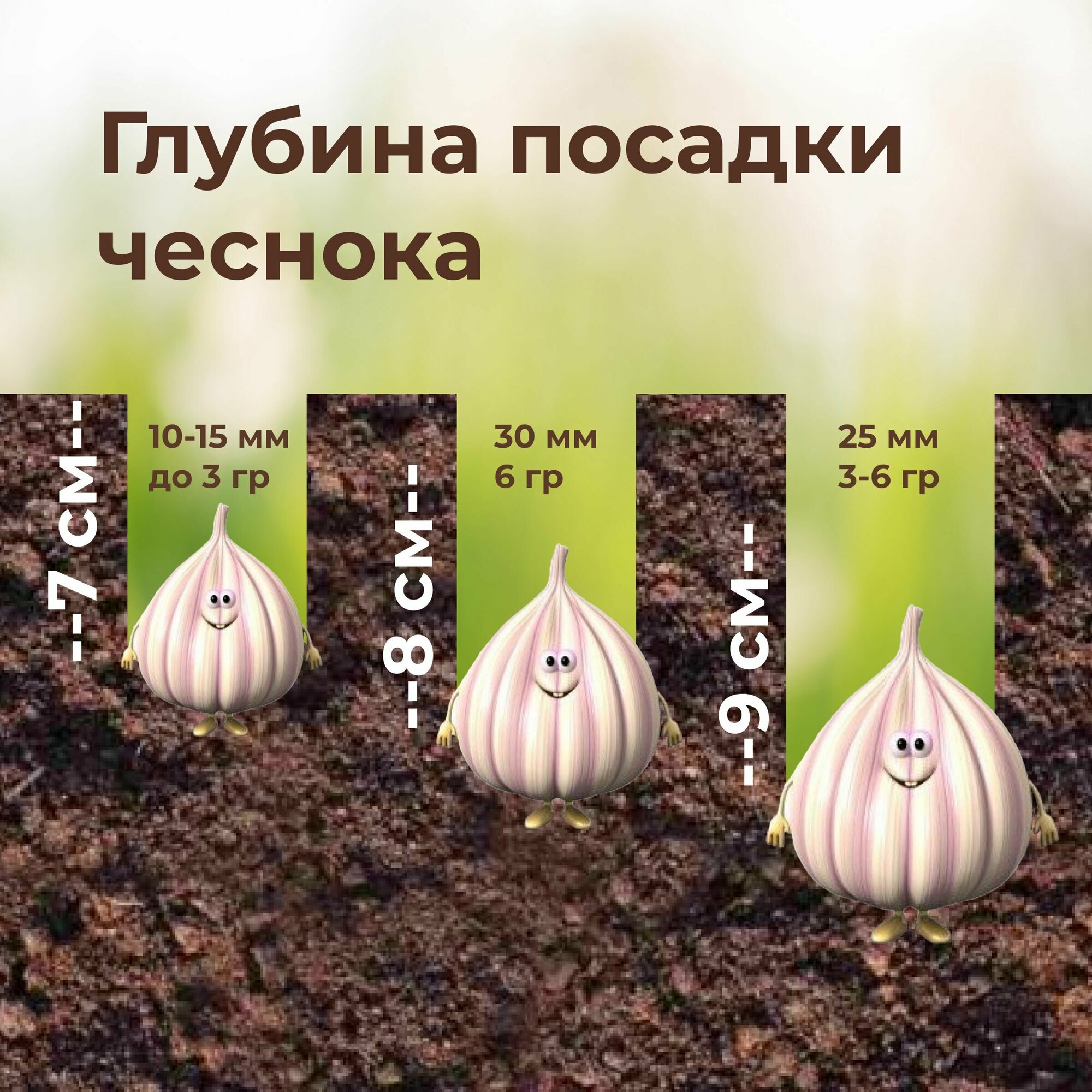 Чеснок Чеснок крупный на посадку Гулливер 3 головки