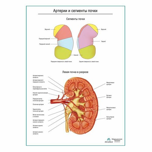 Артерии почки и сегменты, плакат А1+, матовый холст от 200г/м2