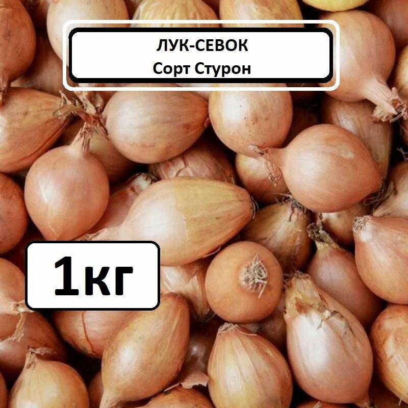 Лук севок Стурон 1 кг. Урожай 2023