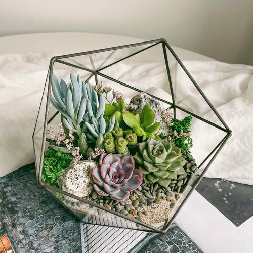 Флорариум со светолюбивыми суккулентами Яркий от SEVERINSIDE 5990₽