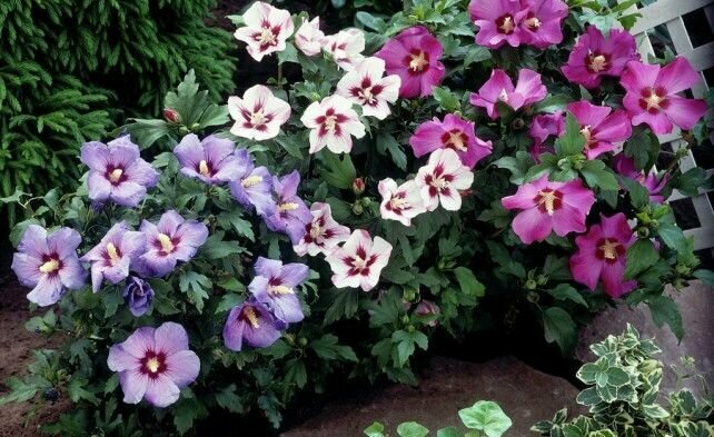 Гибискус Syriacus (лат. Hibiscus Syriacus) - Семена 50шт + подарочек