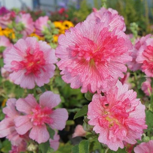 Шток-роза Спринг Селебрейтис Роуз