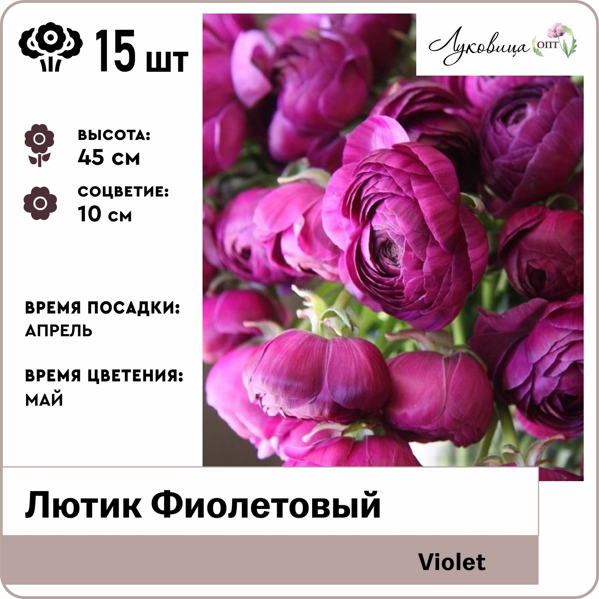 Лютик Фиолетовый (Violet) 7/8 луковицы 15шт Голландия