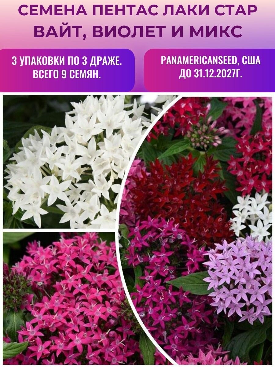 Пентас Лаки Стар 3 упаковки по 3 драже. Вайт Виолет Микс. PanAmericanSeed США