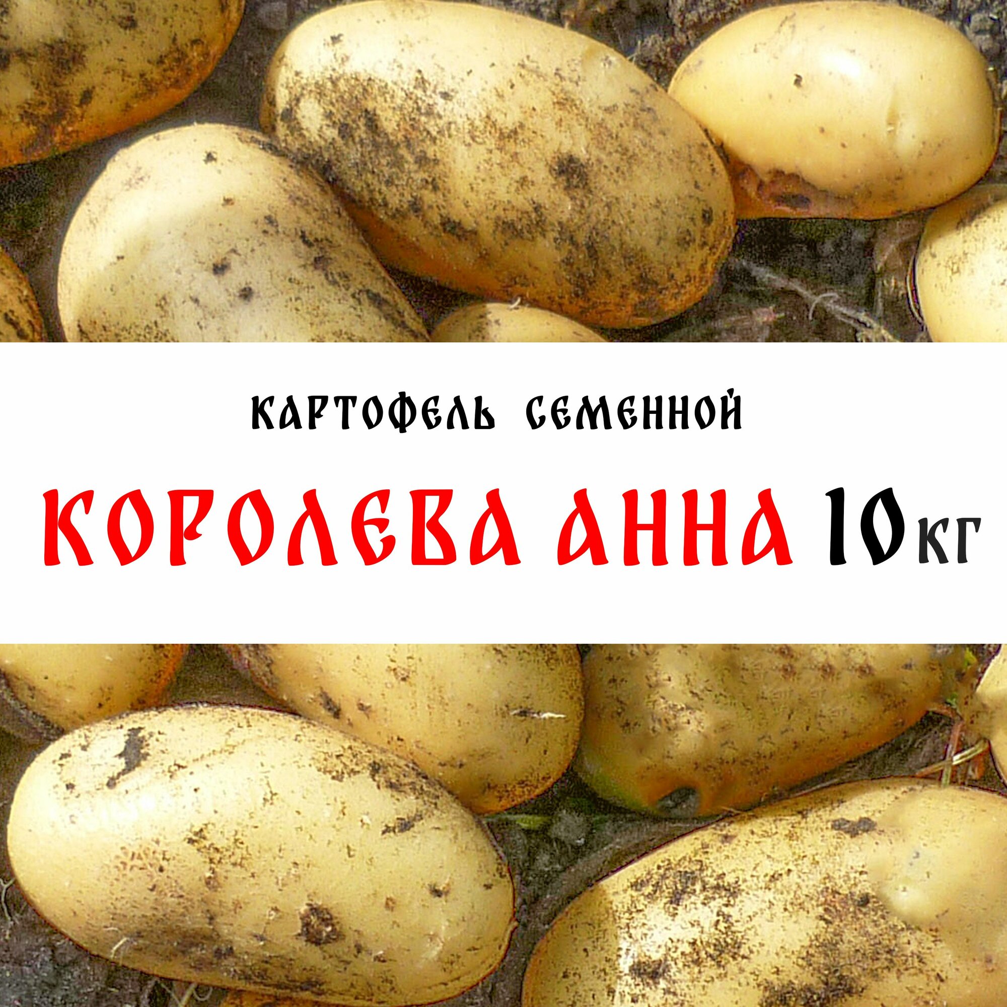 Семенной картофель сорта "Королева Анна" 10кг, клубни, 1я репродукция