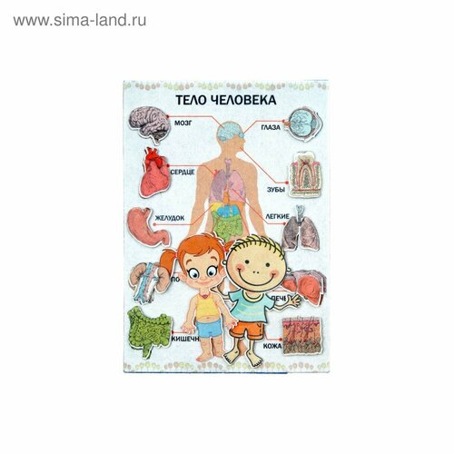 Дидактический набор с игровым полем Тело человека 27 деталей 646₽