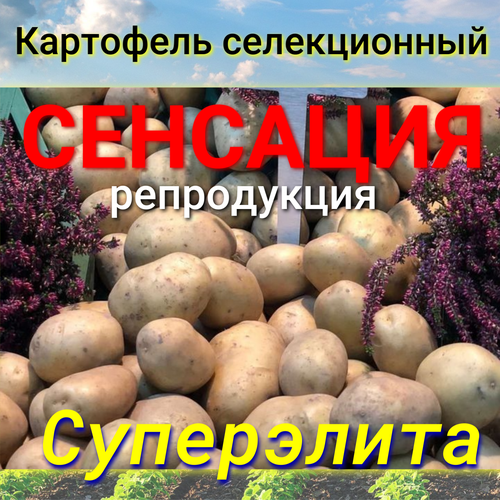 Картофель семенной сенсация клубни 2 кг