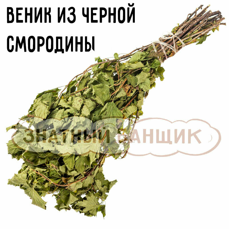 Смородина чёрная   ароматный веник для бани