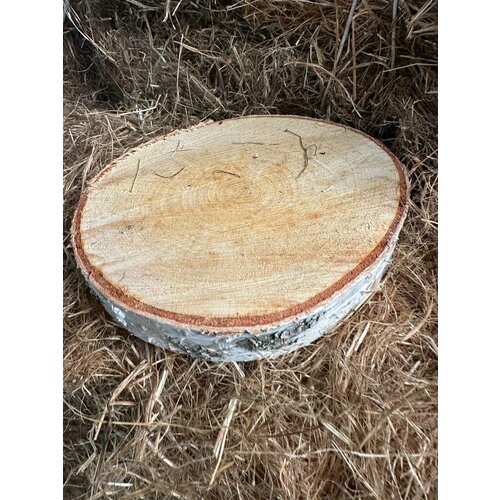 Спил березовый свежий 5шт, 28 диаметр толщина 8см Экотротуар экодорожка творчество нешлифованный