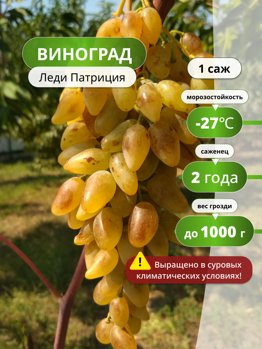 Виноград Леди Патриция, многолетний сорт, морозостойкий, саженец 1 шт