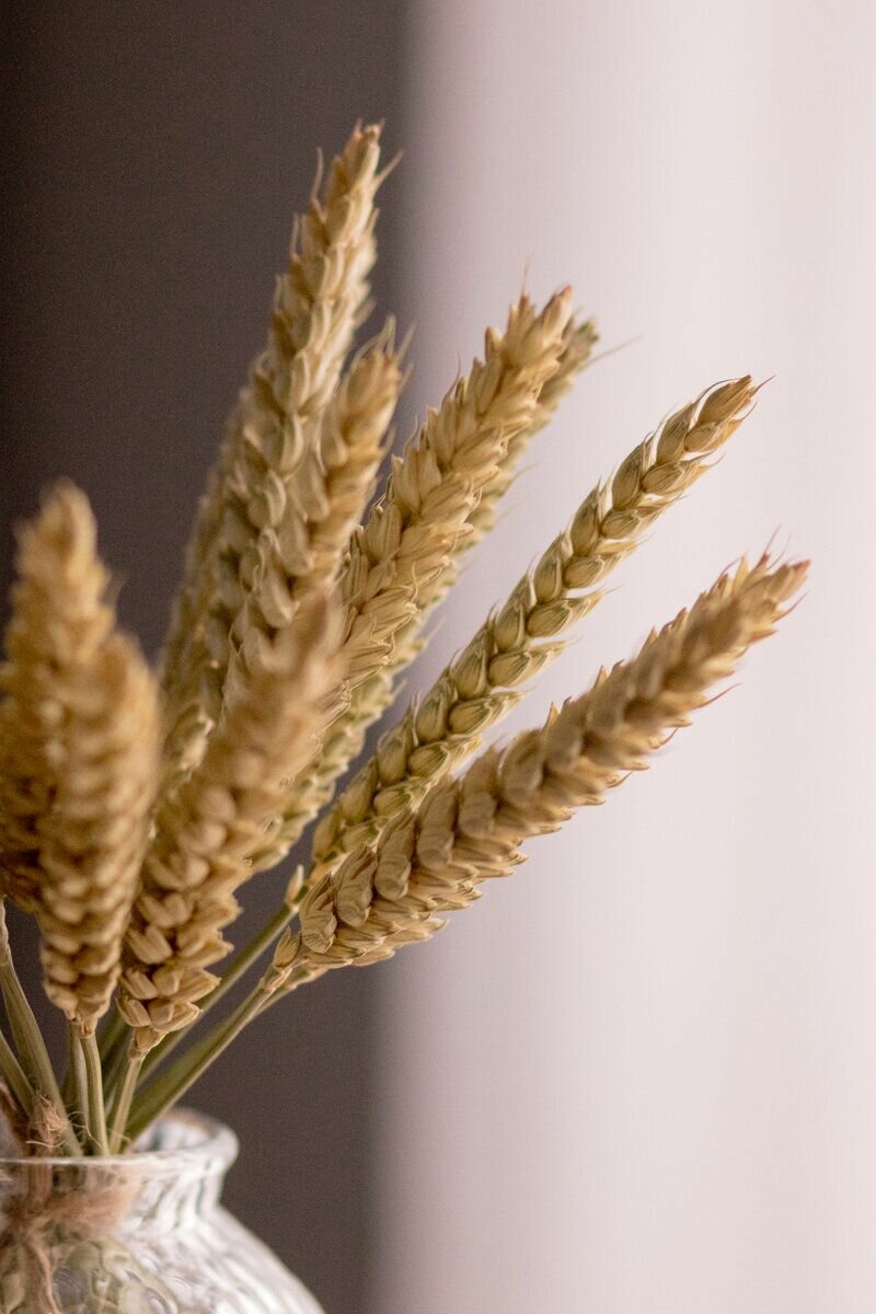 Колоски 15 шт Пшеница. Сухоцветы для декора 20-25 см