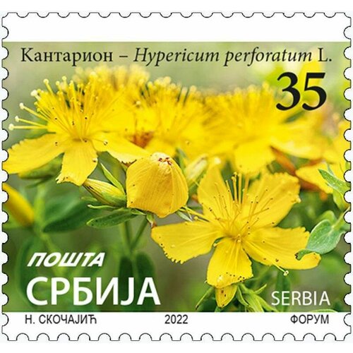 Почтовые марки Сербия 2022г. Зверобой - Hypericum perforatum L. Цветы, Флора MNH