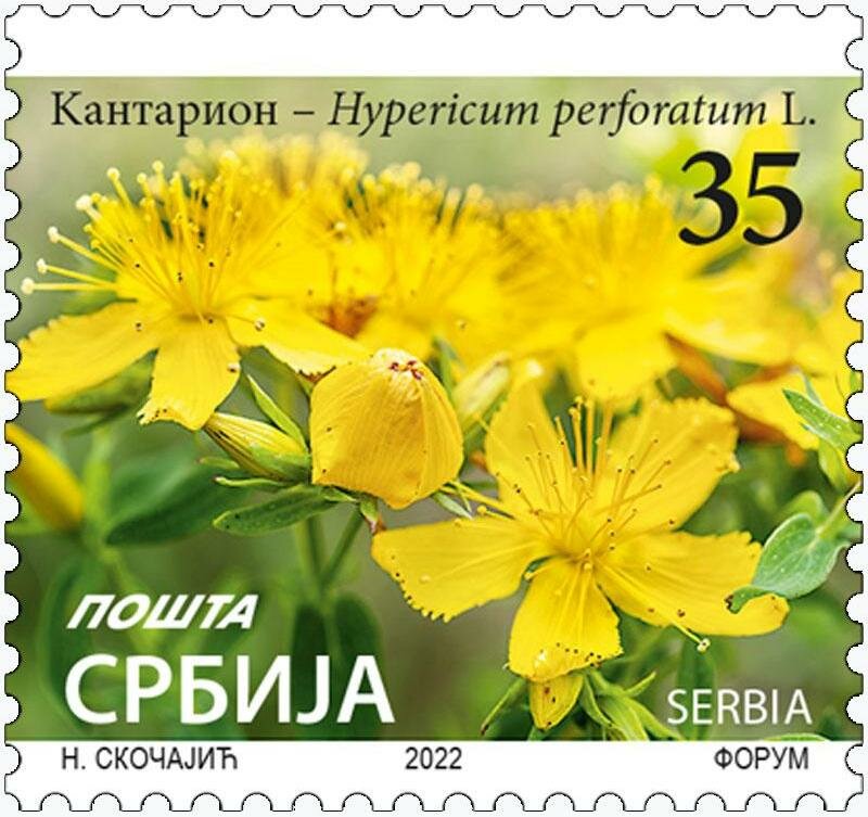 Почтовые марки Сербия 2022г. "Зверобой - Hypericum perforatum L." Цветы Флора MNH