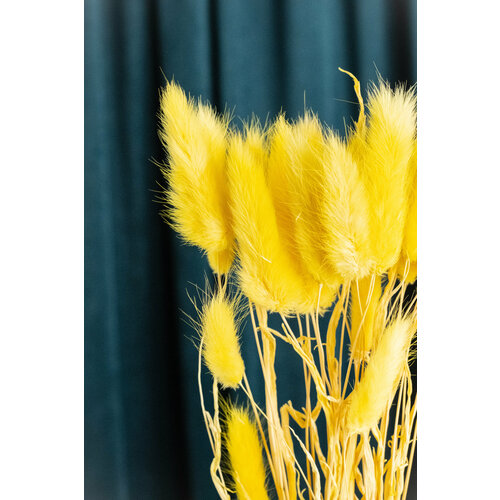 Сухоцветы Лагурус крашеный Цвет жёлтый 550₽