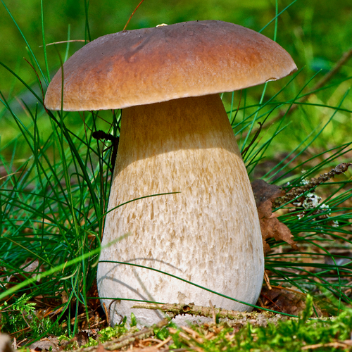 Белый гриб (мицелий на компосте). Агрофирма Поиск.