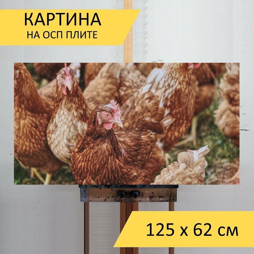 Картина на ОСП 125х62 см. "Курица, домашняя птица, свободный ход" горизонтальная, для интерьера, с креплениями