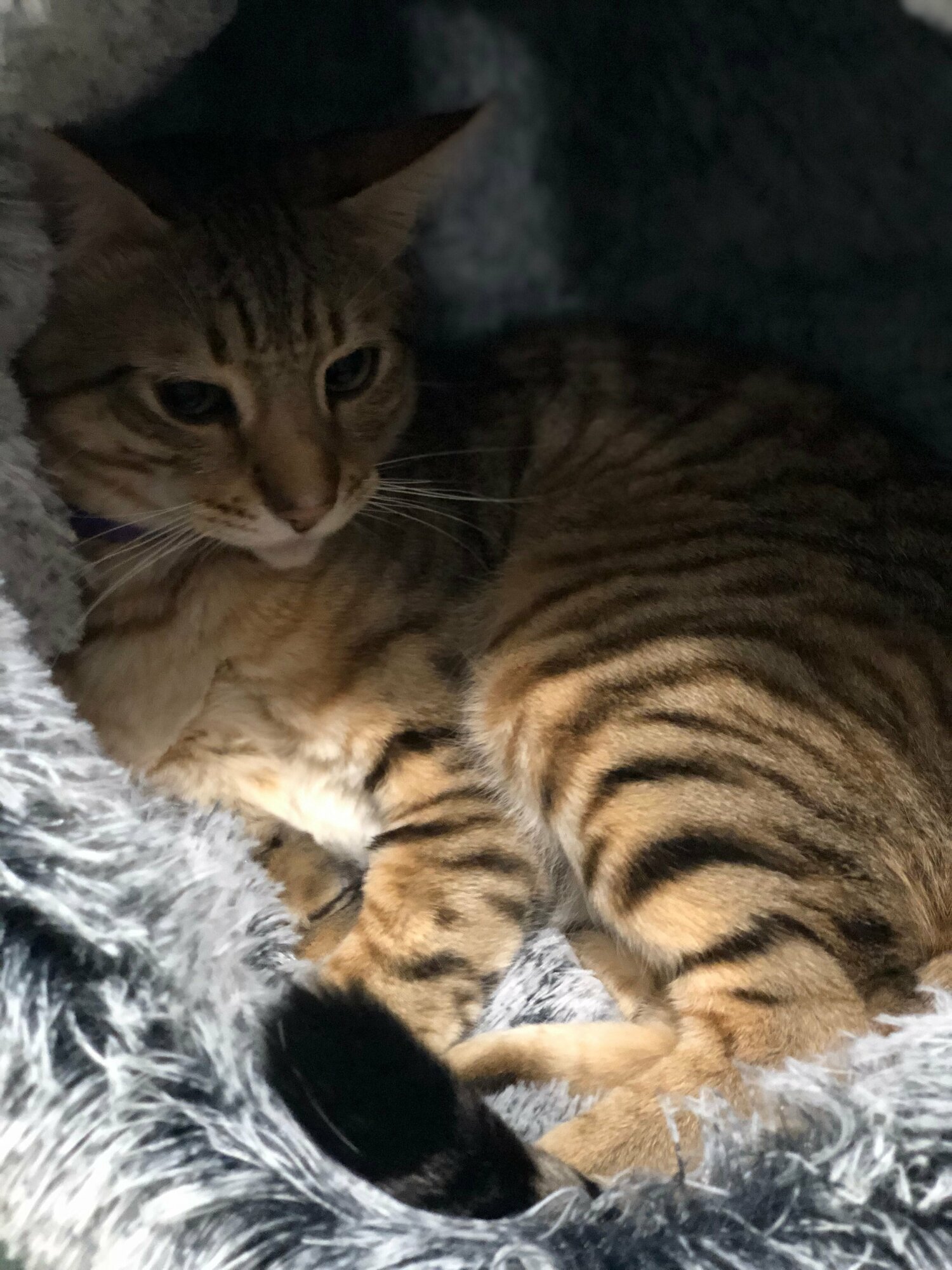 Картинки "Домик-лежанка для кошек и собак Нора", бренд l'Pino, размер L