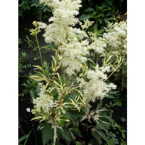 Лабазник вязолистный 'Variegata'