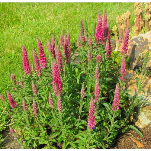 Вероника колосковая Pink Goblin 650₽