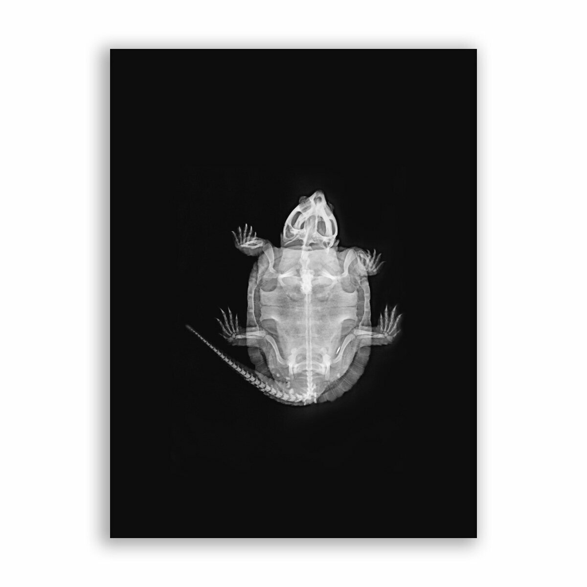 Постер плакат на бумаге / X-Ray / Рентген - Черепаха / Размер 30 x 40 см