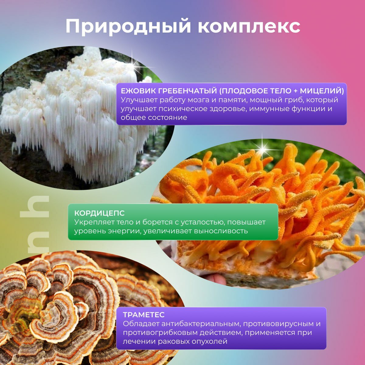 Картинки Ноотропный микс из грибов ежовик гребенчатый плодовое тело и мицелий, траметес, кордицепс
