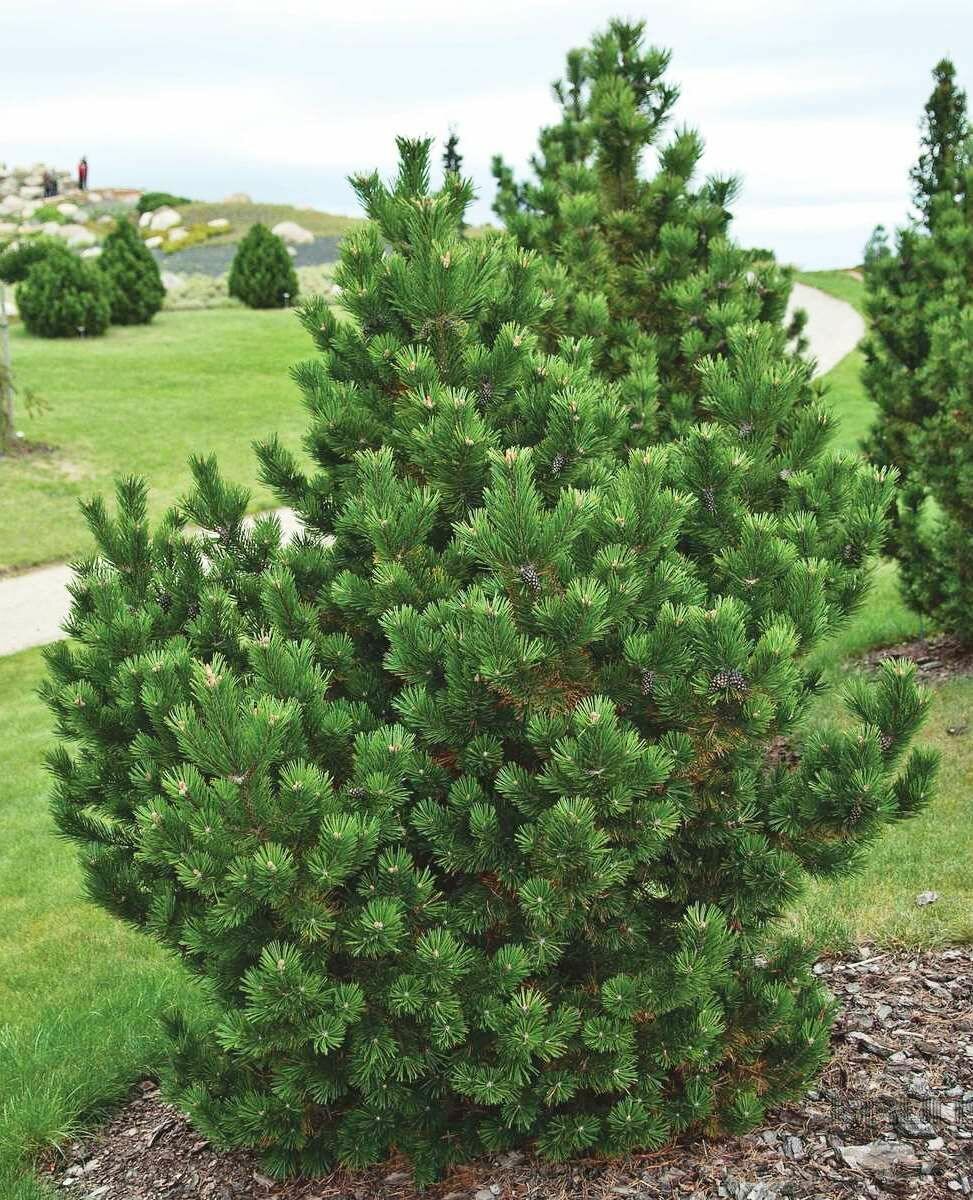 фото Сосна горная 'Gnom'