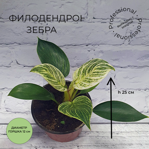 Филодендрон Зебра в горшке диаметром 12 см