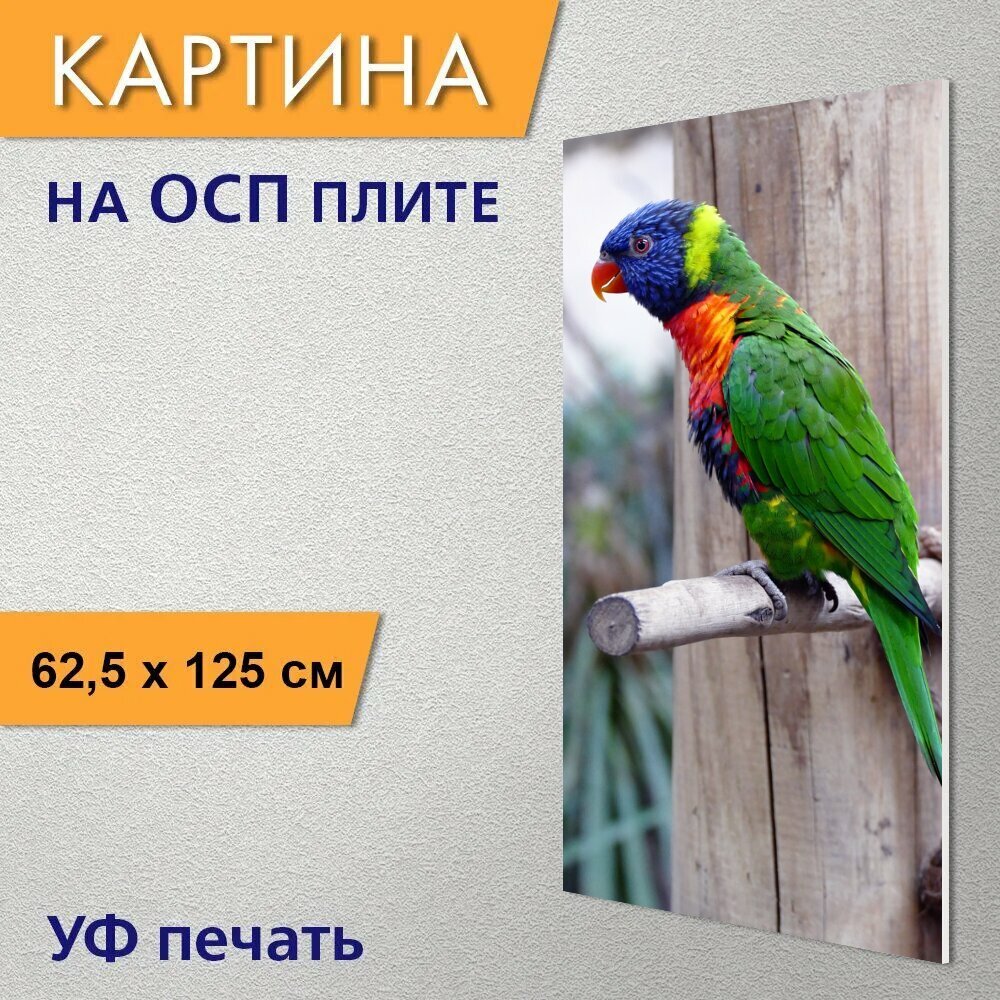 Вертикальная картина на ОСП "Птица мускусный лорикет животное" 62x125 см. для интерьериа