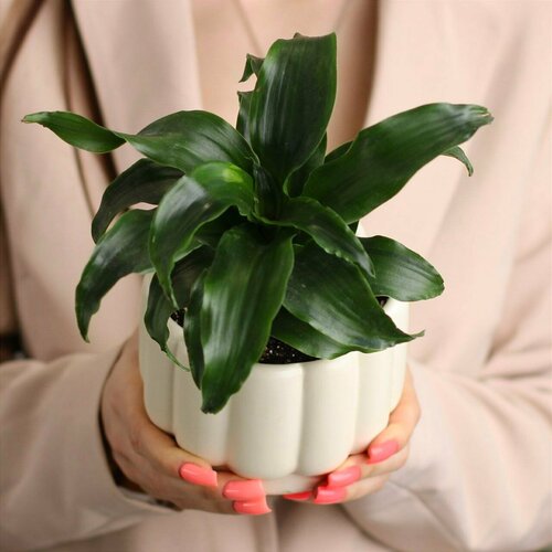 Цветок в горшке живой, комнатное растение Драцена Компакта в горшке