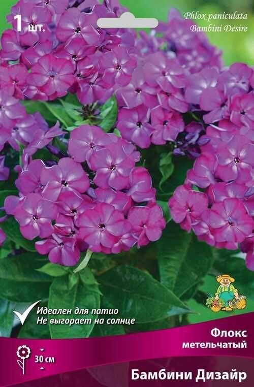 Флокс метельчатый Бамбини Дизайр луковица I