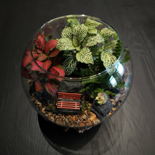 Флорариум с фитонией и папоротником 4200₽