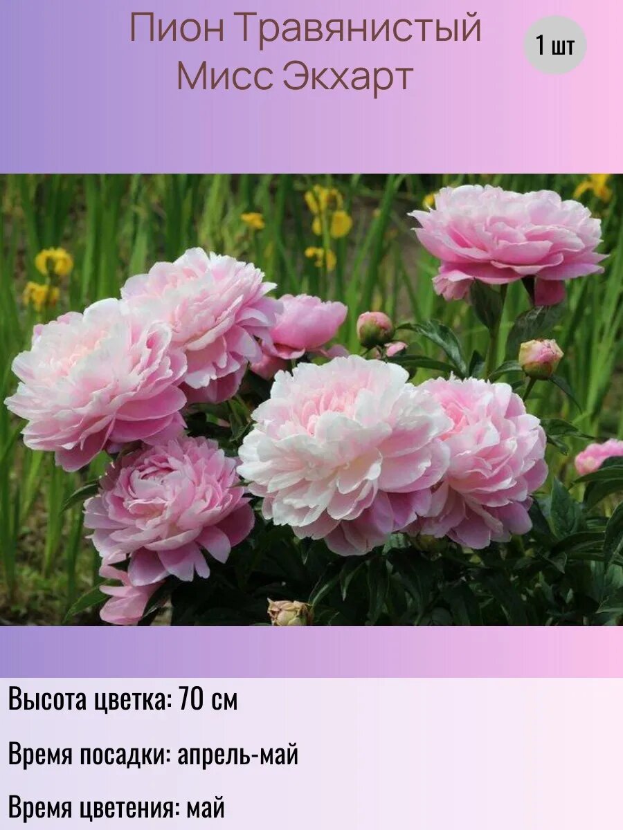Пион травянистый Мисс Экхарт 1 шт