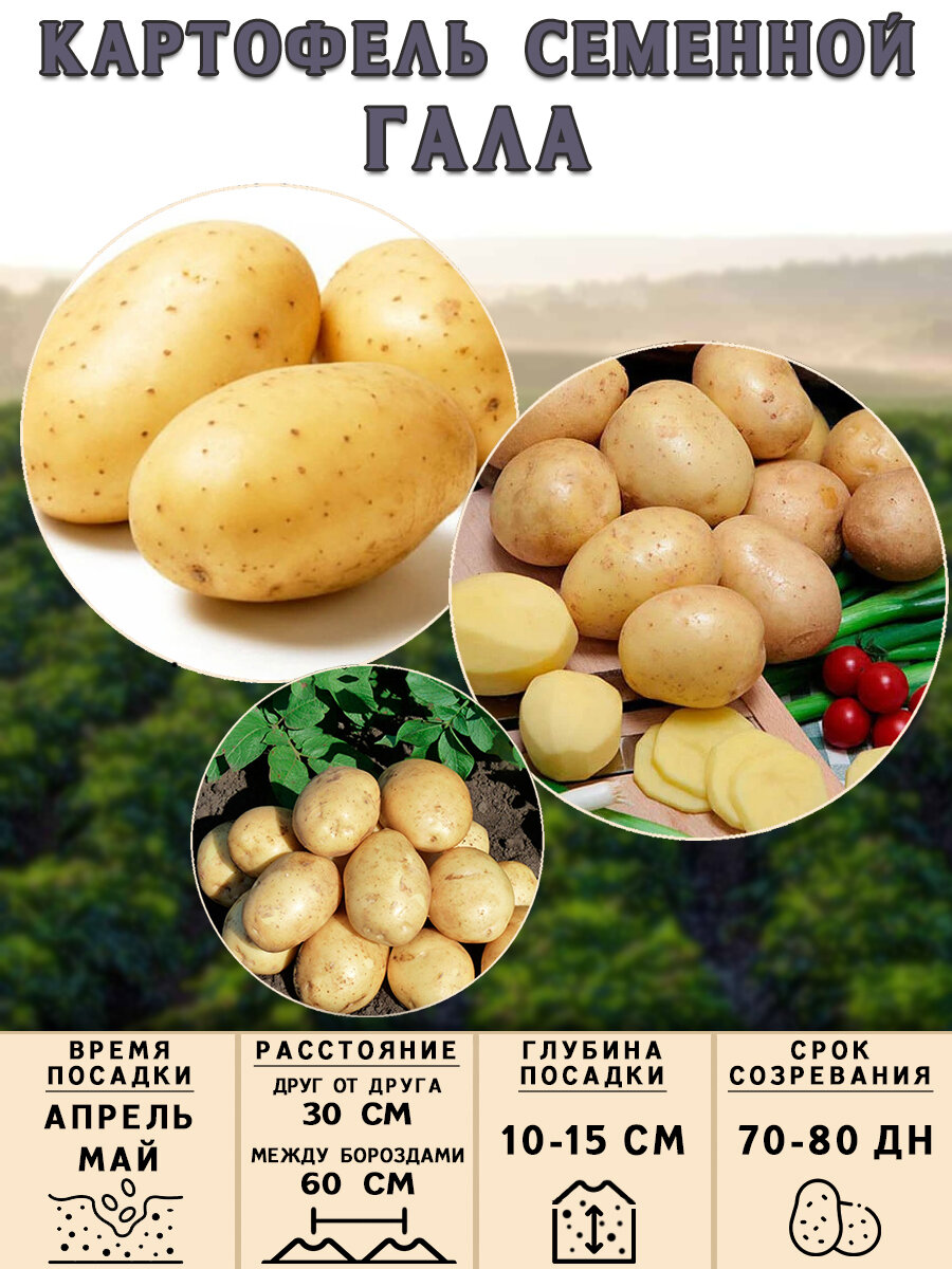Клубни картофеля на посадку Гала (суперэлита) 2 кг Среднеранний - фотография № 3