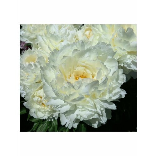 Пион Корневище, Боул оф Крим, 1 почка