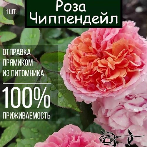 роза кустарниковая чиппендейл 1 шт Саженец розы Чиппендейл / Парковая роза